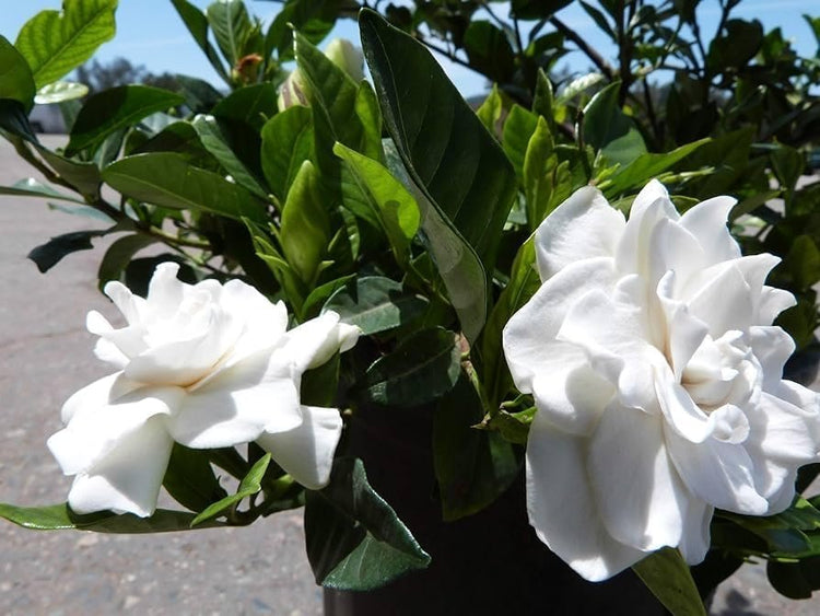 Gardenia Veitchii | Extra Large 3 Gallon Plant | Gardenia jasminoides 'Veitchii' | Fragrant Blooms | Lush Foliage
