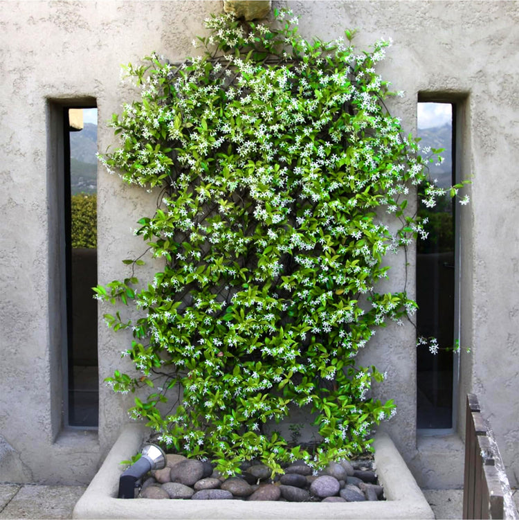 Confederate Jasmine Plants | Live 4 Inch Pots | Trachelospermum Jasminoides | Flowering Vine | Outdoor Garden