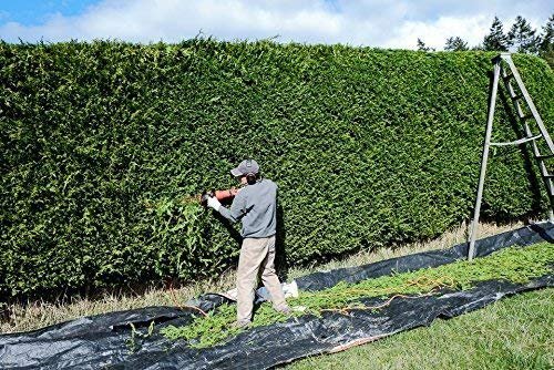 Thuja Plicata 'Green Giant' Arborvitae | Quart Size Plant | Live Evergreen Privacy Tree