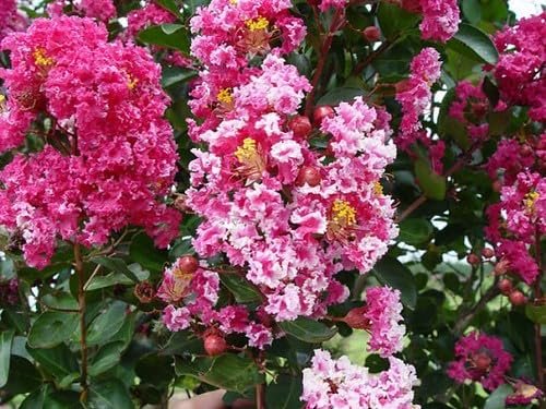 Crape Myrtle Raspberry Sundae | Live Plants | Dual|Color Red & Pink Blooms, Live Plant, Stunning Bicolor Ornamental Shrub for Eye|Catching Garden Displays