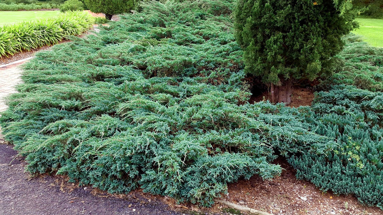 Blue Rug Juniper | Live Plants | Juniperus Horizontalis Wiltonii | Low Maintenance Evergreen Ground Cover | Drought Tolerant Landscaping
