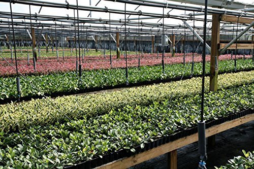 Podocarpus Macrophyllus Japanese Yew | 20 Live Plants | Low Maintenance Evergreen Hedge