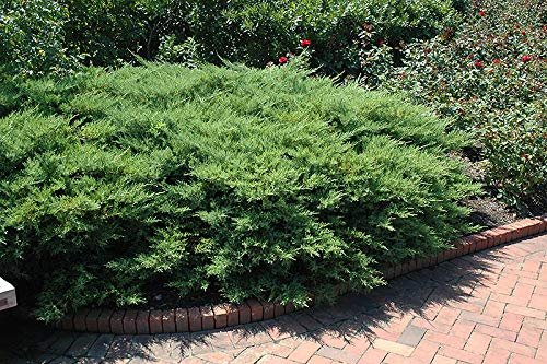 Juniper Kallay | Live Gallon Size Plant | Juniperus Chinensis | Drought Tolerant Cold Hardy Evergreen Groundcover