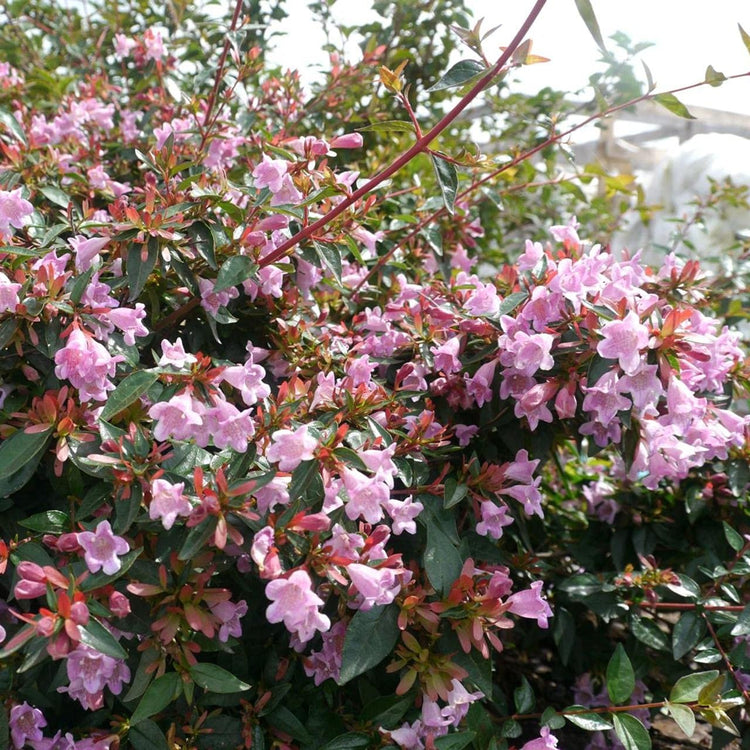 Abelia Grandiflora Edward Goucher | Large Gallon Size Plant | Flowering Butterfly Attracting Shrub