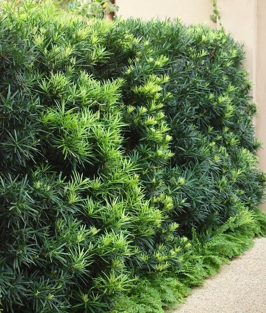 Podocarpus Macrophyllus I Large Gallon Size Plants I Japanese Yew I Live Evergreen Yew Pine | Perfect for Landscaping and Privacy Screens
