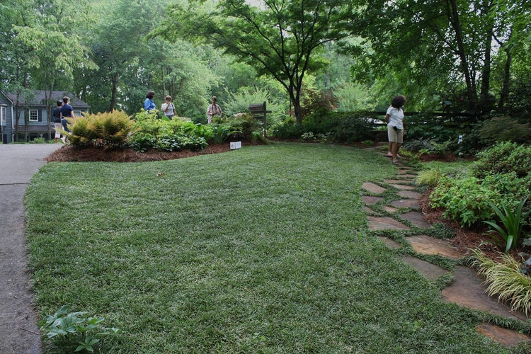 Dwarf Mondo Grass Plants | Live Bare Root Pips | Ophiopogon Japonicus Nanus | Perfect for Ground Cover & Borders | Hardy & Low Maintenance