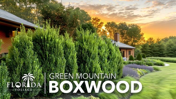 Green Mountain Boxwood | Live Gallon Size Plant | Elegant Pyramid|Shaped Evergreen, Ideal for Topiary & Landscaping, Cold|Hardy & Drought|Tolerant