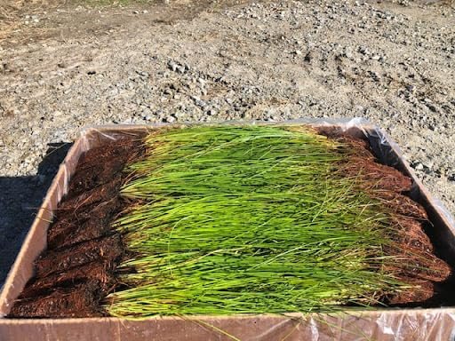 Longleaf Pine Tree | Live Plants | Pines Palustris | Hardy Fast Growing Evergreen Eco|Friendly Trees