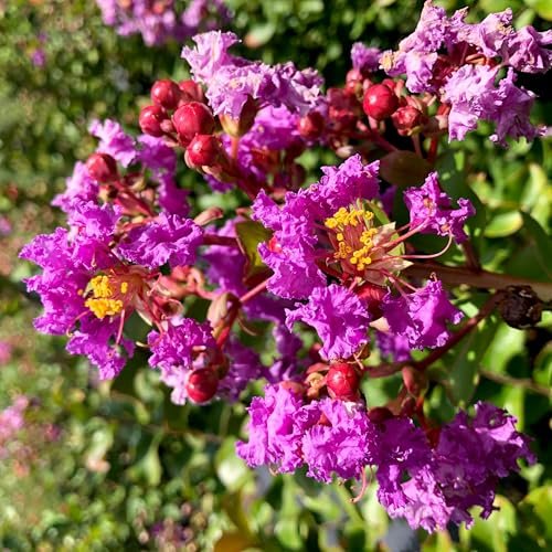 Crape Myrtle Twilight | Extra Large 3 Gallon Plant | Lagerstroemia Indica 'Twilight' | Vibrant Blooms | Drought Tolerant