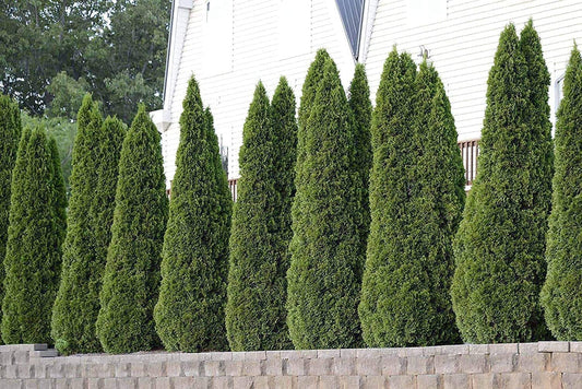 Arborvitae Emerald Green | Live 4 Inch Pot | Thuja Occidentalis Smaragd Tree | Evergreen Privacy Screening Hedge Plants