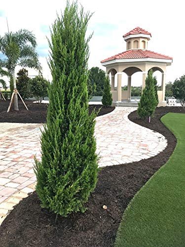 Spartan Juniper | Juniperus Chinensis | Live 4 inch Container Trees | Evergreen Privacy Screening Plants