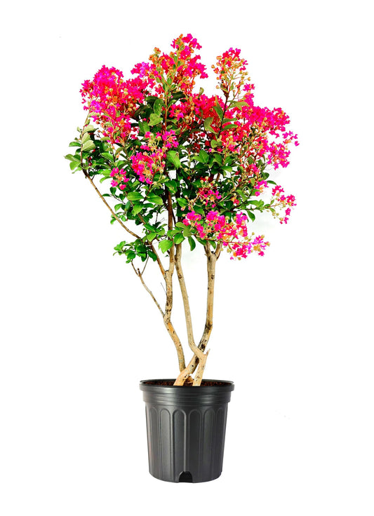 Crape Myrtle Tonto | Extra Large 3 Gallon Plants | Lagerstroemia 'Tonto' | Hardy Fuchsia Blooms | Compact Growth