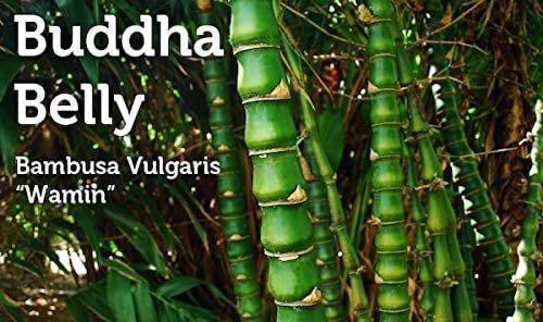 Dwarf Buddha Belly Bamboo | Live Plants | Bambusa Vulgaris Wamin | Rare Unique Beautiful Specimen | Non|Invasive Clumping Bamboo