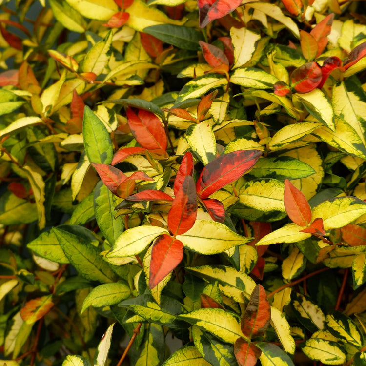 Jasmine Summer Sunset | Live Plants | Trachelospermum Asiaticum | Colorful Groundcover Vine