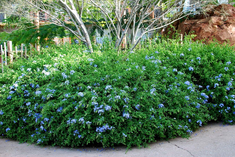 Plumbago Imperial Blue | Extra Large 3 Gallon Plants | Plumbago auriculata | Flowering Shrub | Drought Tolerant
