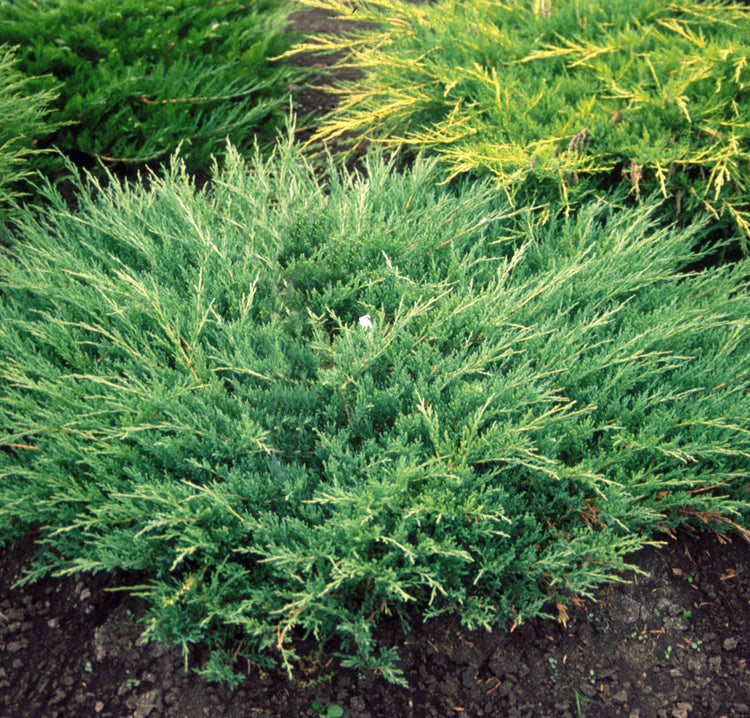 Juniper Andorra Compacta | Live Plants | Juniperus Horizontalis | Drought Tolerant Cold Hardy Evergreen Ground Cover