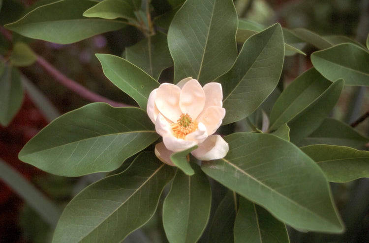 Sweet Bay Magnolia Tree | Magnolia Virginiana | 20 Live Plants | Beautiful Ornamental Specimen