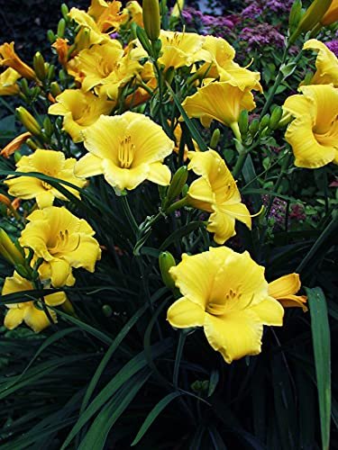 Daylily Stella D' Oro I Live 3 Inch Pots I Hemerocallis | Yellow Flowers I Rich Golden Blooms, Perennial Garden Jewel, Easy|to|Grow for Year|Round Beauty