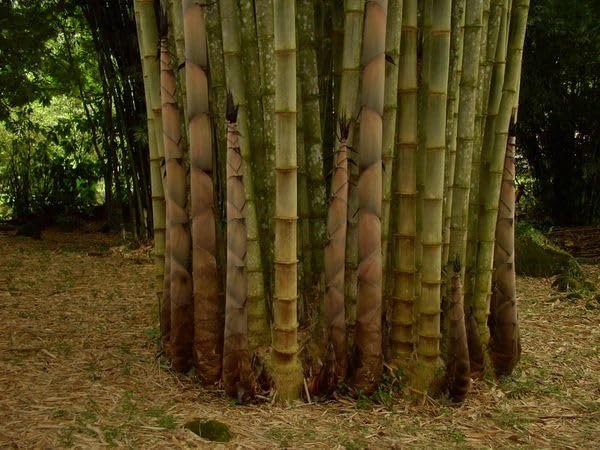 Dendrocalamus Asper Bamboo | Live Plant | Fast|Growing Giant Bamboo | Ideal for Indoor/Outdoor Green Spaces, Landscaping & Eco|Friendly Decor | Also Known As Dragon or Rough Bamboo