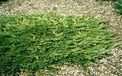 Prince of Wales Juniper | 15 Live Plants | Drought Tolerant Cold Hardy Evergreen Ground Cover