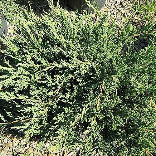 Green Sargent Juniper | Live Gallon Size Plants | Juniperus Chinensis | Drought Tolerant Cold Hardy Evergreen Groundcover
