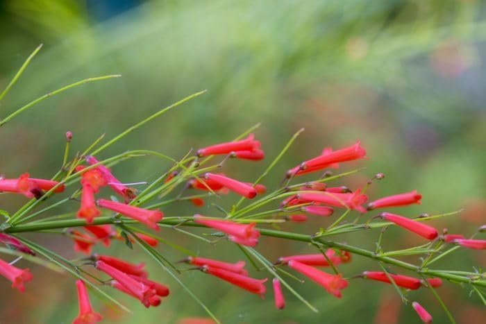 Firecracker Plant I Large Gallon Size Plants I Russelia Equisetiformis I Vibrant Red Tubular Flowers, Hummingbird Attracting, Heat|Tolerant, Perfect for Borders and Containers