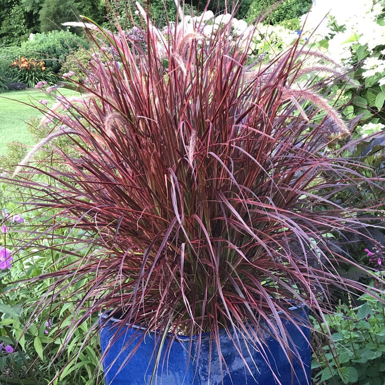 Red Fountain Grass I Large Gallon Size Plant I Pennisetum Setaceum Rubrum I Live Premium Quality, Ornamental Perennial Grass for Eye|Catching Landscaping, Gardens
