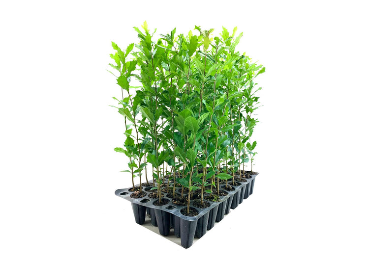 Southern Live Oak Tree | Quercus Virginiana | Live Plants | Durable Picturesque Shade Tree | Dark Green Foliage