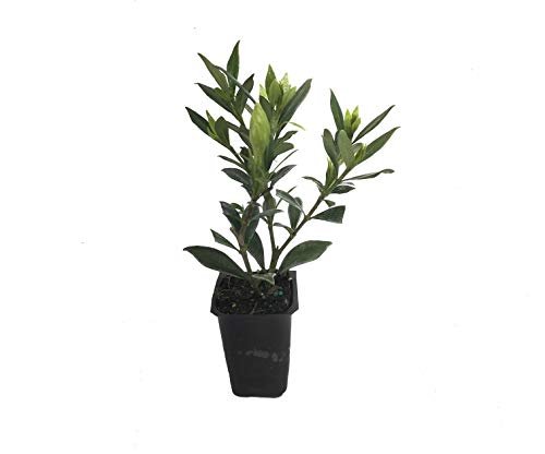 Frostproof Gardenia | Live Plants | Fragrant Blooming Shrub | Gardenia Jasminoides