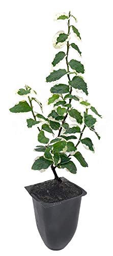 Variegated Creeping Fig Vine | Ficus Pumila Variegata | Live Fully Rooted 2 Inch Plants | Climbing Ivy