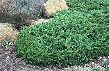 San Jose Juniper | Live Gallon Size Plants | Juniperus Chinensis | Bonsai Drought Tolerant Cold Hardy Evergreen Groundcover