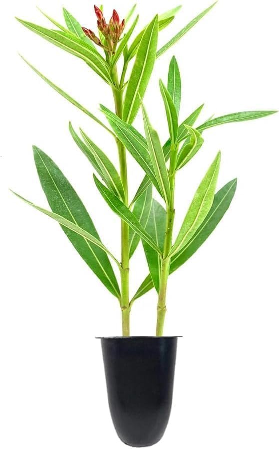 Oleander Red Plants | Live Plants | Nerium Oleander | Vibrant Red Blooms | Ideal for Outdoor Landscaping | Hardy & Low|Maintenance | Attracts Pollinators | Perfect for Hedges & Borders