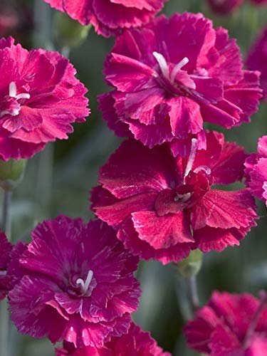 Frosty Fire Dianthus | Live Plants | Dianthus Allwoodii | Fragrant Cold Hardy Groundcover