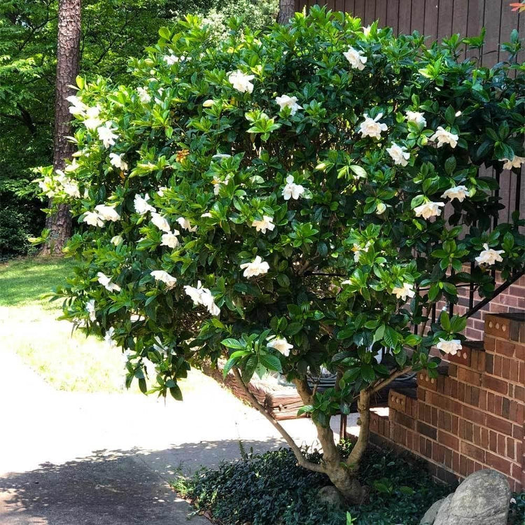 Gardenia August Beauty | Live Plants | Gardenia Jasminoides | Beautiful Fragrant White Blooming Shrub