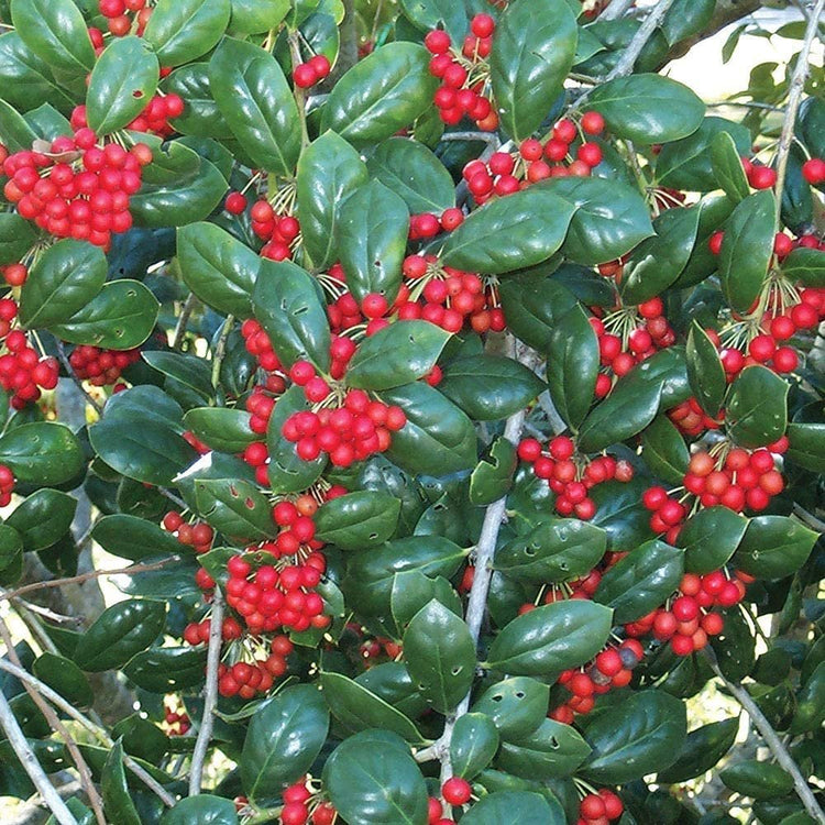 Dwarf Burford Holly | Live Plants | Ilex Burfordi Evergreen Hedge Red Berries Tree Shrub
