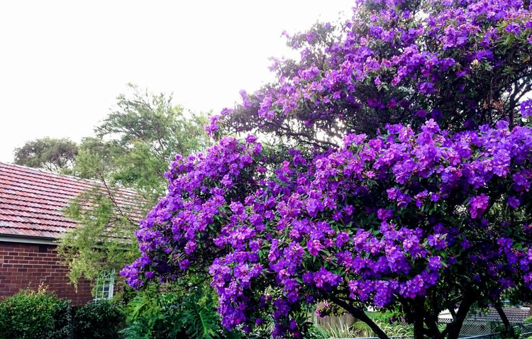 Tibouchina Dwarf Princess Flower I Live Plants I Lepidotal Compact Size, Eye|Catching Purple Blooms, Heat|Tolerant, Ideal for Small Gardens and Containers