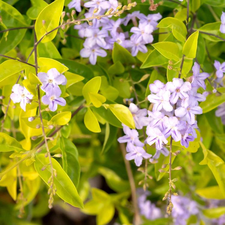 Duranta Gold Mound | Live Quart Size Plants | Duranta Erecta 'Gold Mound' | Vibrant Foliage | Landscape Accent Shrub Hedge