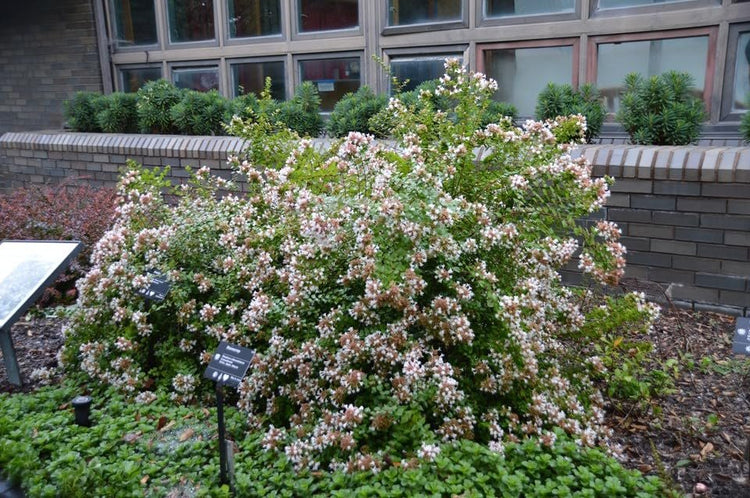 Abelia Rose Creek | Extra Large 3 Gallon Plants | Fragrant & Flourishing Shrub, Compact, Ornamental Plant Ideal for Hedges, Borders & Landscape Accents, Low|Maintenance & Drought|Resistant