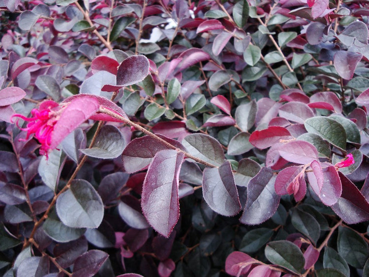 Loropetalum Chinese Fringe Flower Plum Delight | 40 Live Flowering Plants