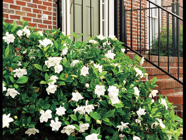 Everblooming Gardenia Jasminoides 'Veitchii' | Live Plants | Beautiful Fragrant Blooming Shrub
