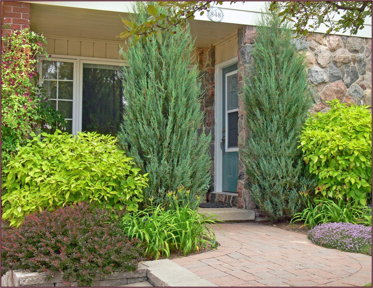 Skyrocket Juniper | Live 2" Pots | Juniperus Scopulorum | Upright Evergreen Trees