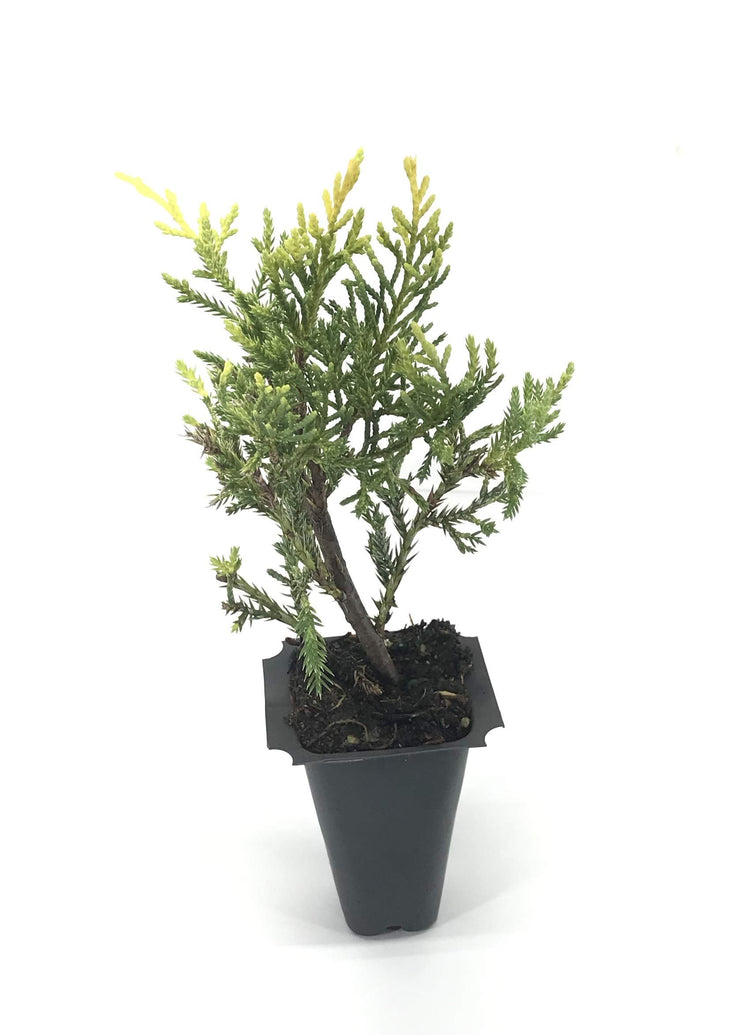 Saybrook Gold Juniper | Live Plants | Juniperus Chinensis | Hardy Evergreen Ground Cover