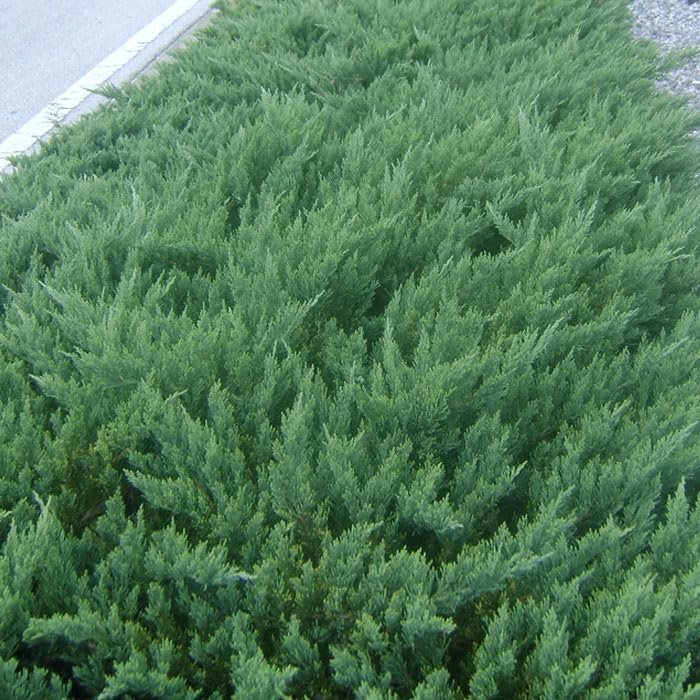 Parsoni Juniper | Extra Large 3 Gallon Plant | Healthy Drought|Resistant Evergreen Shrub | Ideal for Bonsai, Ground Cover, and Outdoor Landscaping – Easy|Growth Variety