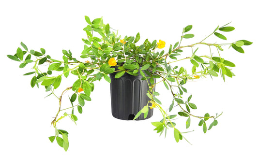 EcoTurf Perennial Peanut Grass | Large Gallon Size Plant | Arachis Glabrata | Live Ground Cover for Sustainable Landscaping, Drought|Tolerant