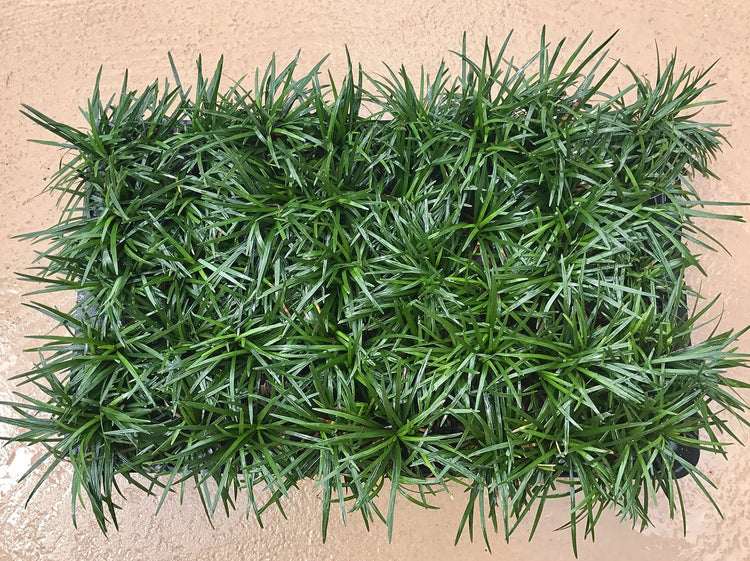 Dwarf Mondo Grass | 40 Live Plants | Shade Loving Evergreen Ground Cover Ophiopogon Japonicus Nanus