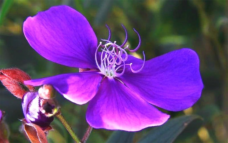 Tibouchina Dwarf Princess Flower I Live Plants I Lepidotal Compact Size, Eye|Catching Purple Blooms, Heat|Tolerant, Ideal for Small Gardens and Containers