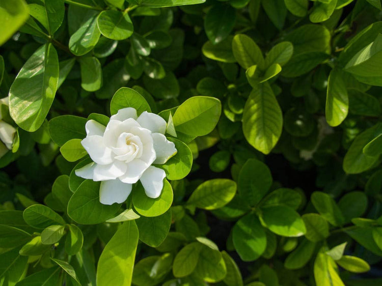 Everblooming Gardenia Jasminoides 'Veitchii' | Live Plants | Beautiful Fragrant Blooming Shrub