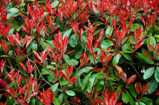 Photinia Red Tip | Live Plants | Photinia x Fraseri | Evergreen Landscape Shrub