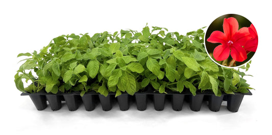 Red Elegant Brazilian Petunia | Ruellia Elegans | Live Plants | Butterfly Hummingbird Attracting Foliage