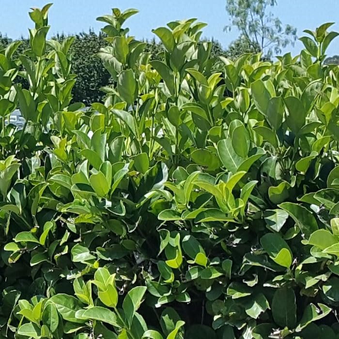 Viburnum Odoratissimum | Extra Large 3 Gallon Plant | Sweet Viburnum | Fast|Growing Privacy Hedge | Fragrant Flowers